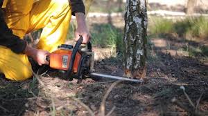 Best Tree Health Inspection  in San Rlos, CA