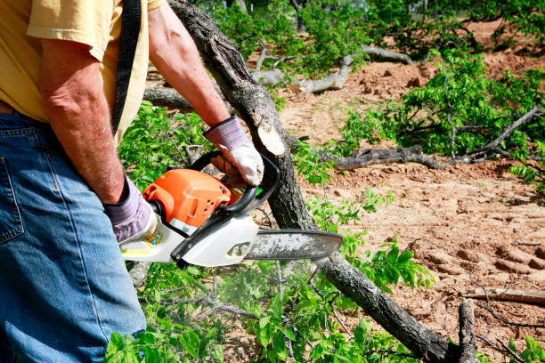 Best Tree Mulching Services  in San Rlos, CA